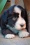 VENDO BEARDED COLLIE cuccioli